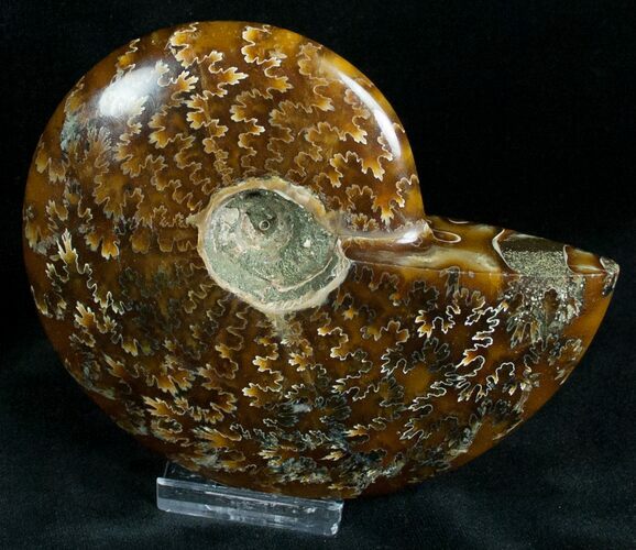 Cleoniceras Ammonite Fossil - Madagascar #7345